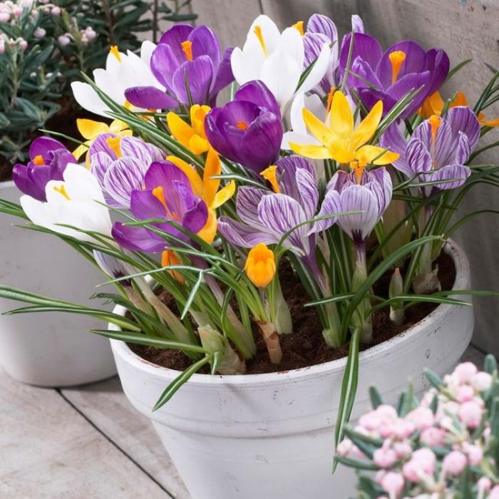 Після закінчення цвітіння можна залишити в горщику, дати їм зів’янути і потім зберігати до весняної висадки на клумбу